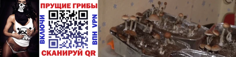 Галлюциногенные грибы мицелий  Кстово 